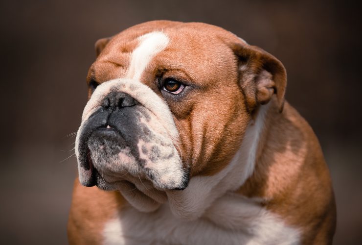 British bulldog hot sale